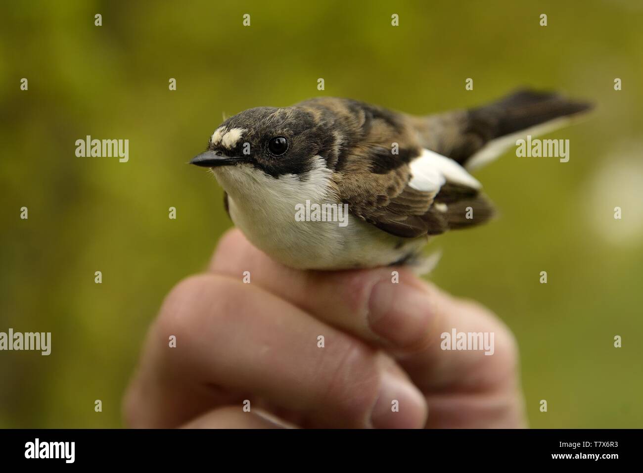 Unione Pied Flycatcher - Ficedula hypoleuca maschio. Foto Stock