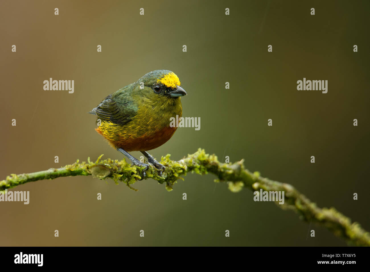 Oliva-backed Euphonia - Euphonia gouldi passerine piccolo uccello della famiglia di fringuelli, allevatore residente nei Caraibi pianure e colline da southe Foto Stock