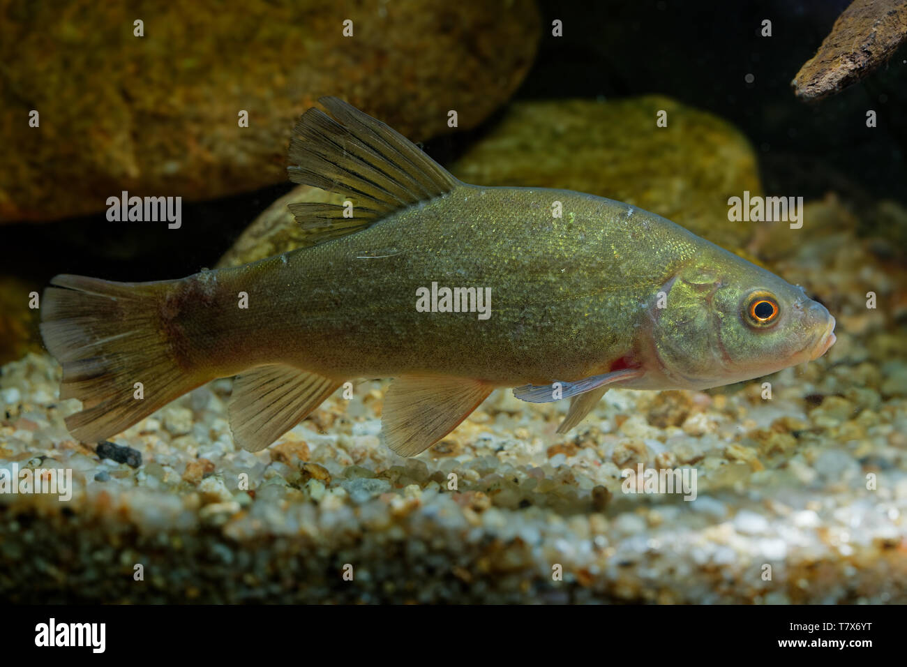 Doctor Fish (Tinca tinca) acquisita sotto l'acqua. Tinca con foglie di colore marrone sul fondo e sfondo verde scuro. Pesce sotto l'acqua. Foto Stock