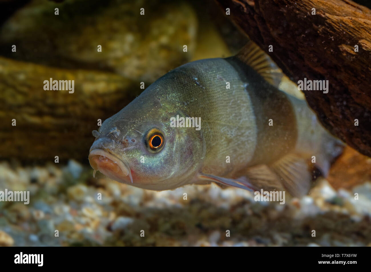 Doctor Fish (Tinca tinca) acquisita sotto l'acqua. Tinca con foglie di colore marrone sul fondo e sfondo verde scuro. Pesce sotto l'acqua. Foto Stock