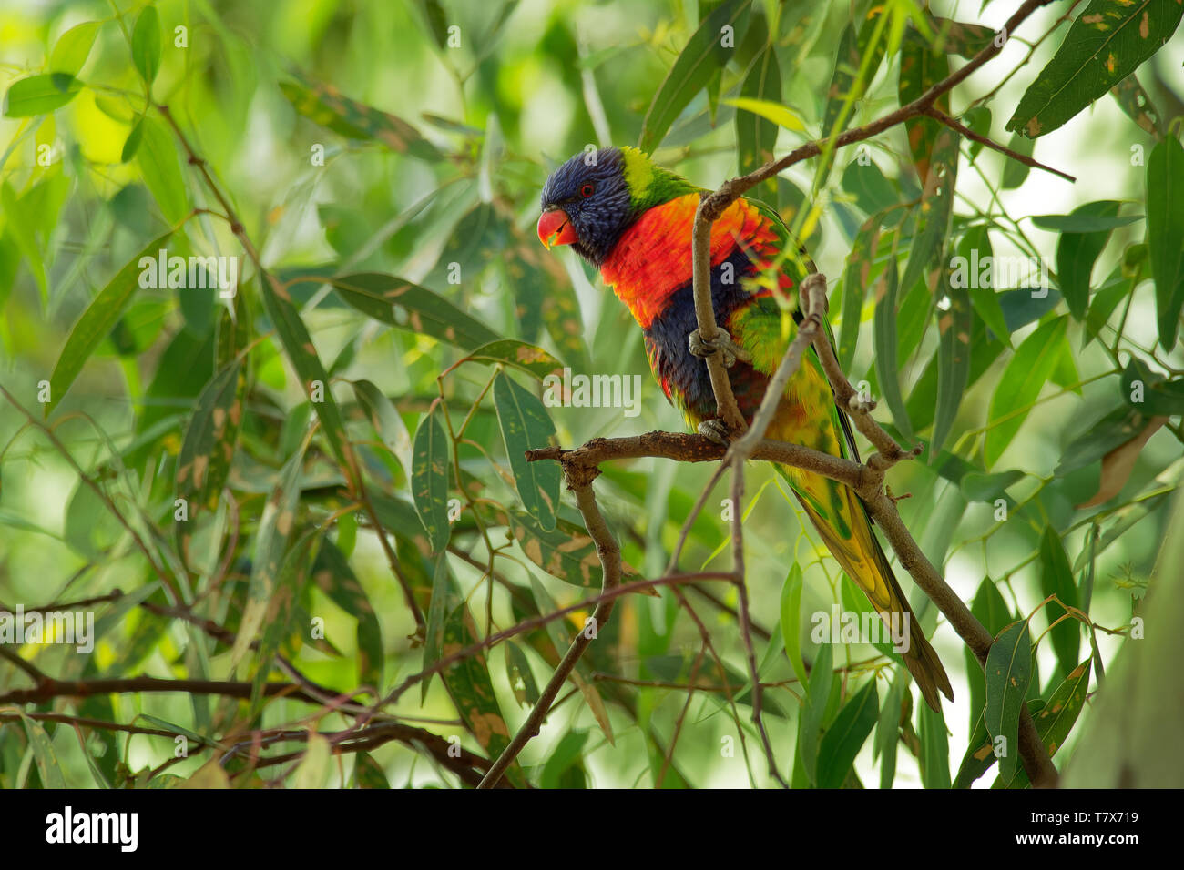 Rainbow Lorikeet - Trichoglossus moluccanus- specie di pappagallo trovato in Australia, comune lungo la costa orientale, dal Queensland del nord ad Sout Foto Stock