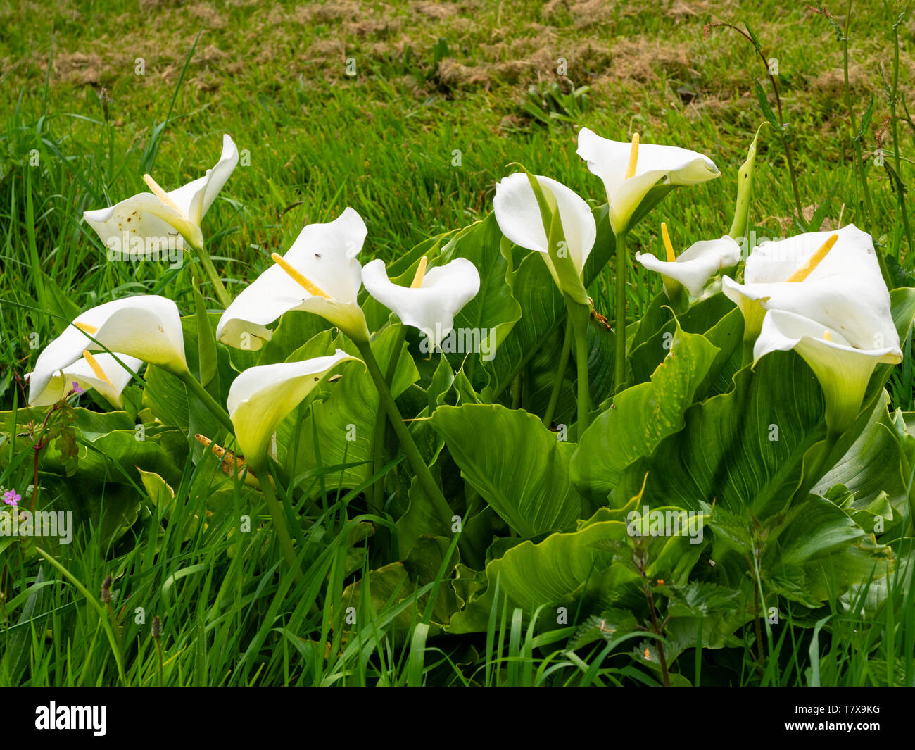 Spathes bianco e giallo spadices del Sudafricano Calla Lily, Zantedeschia aethiopica, naturalizzato in un fosso DEL REGNO UNITO Foto Stock