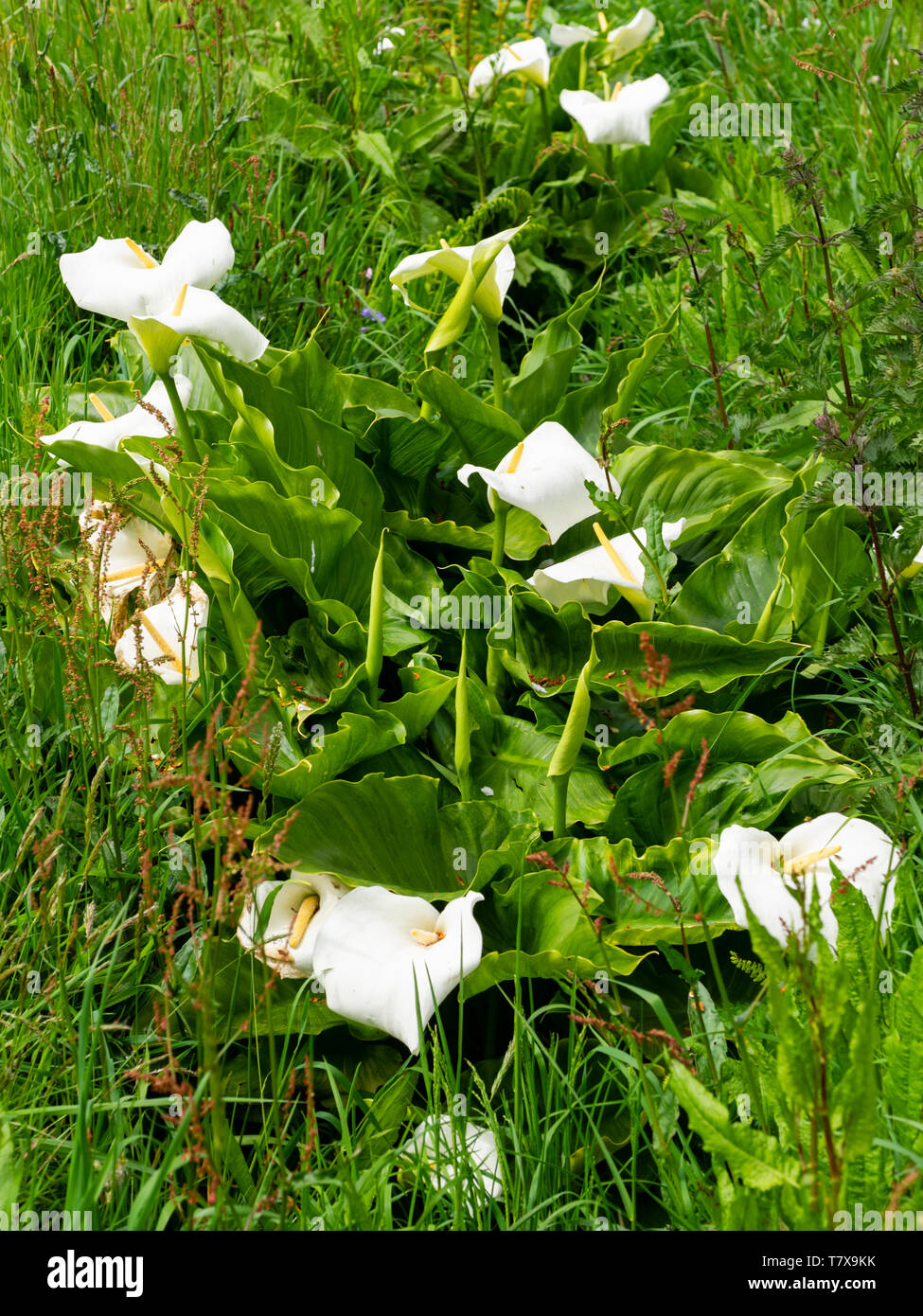 Spathes bianco e giallo spadices del Sudafricano Calla Lily, Zantedeschia aethiopica, naturalizzato in un fosso DEL REGNO UNITO Foto Stock