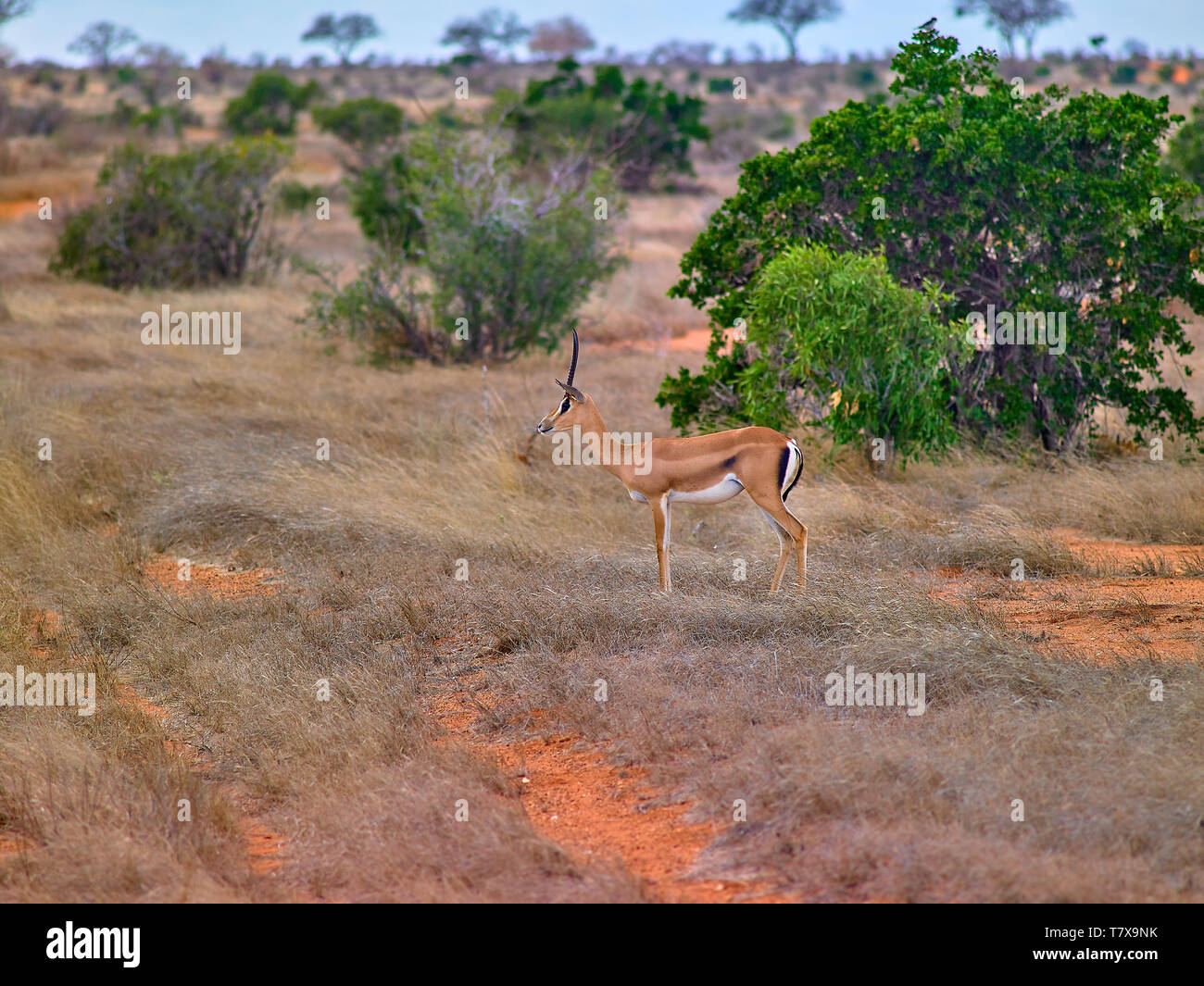 Thompos gazzella a Tsavo National Game Reserve Kenya Africa orientale Foto Stock