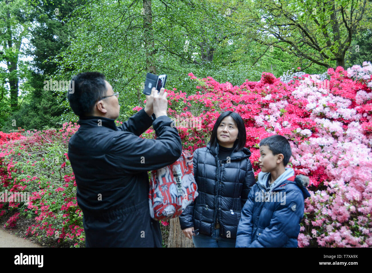 Una famiglia asiatica che posano per una foto tra i fiori di rododendro presso la piantagione di Isabella, Richmond Park, London, Regno Unito Foto Stock