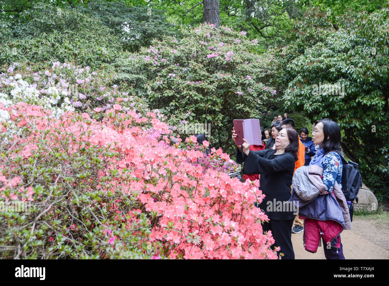 Le persone che assumono le foto dei fiori presso la piantagione di Isabella, Richmond Park, London, Regno Unito Foto Stock