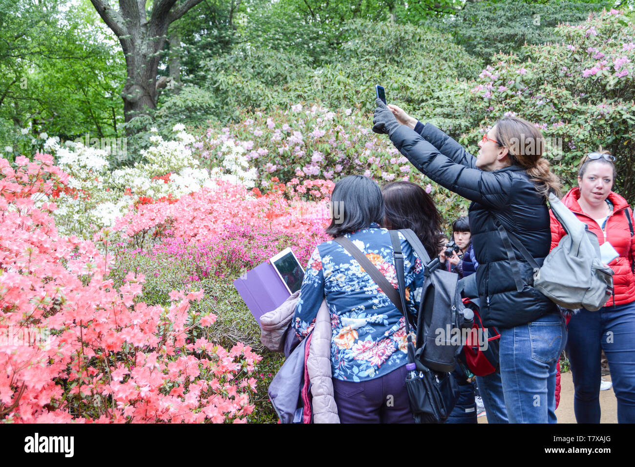 Le persone che assumono le foto dei fiori presso la piantagione di Isabella, Richmond Park, London, Regno Unito Foto Stock