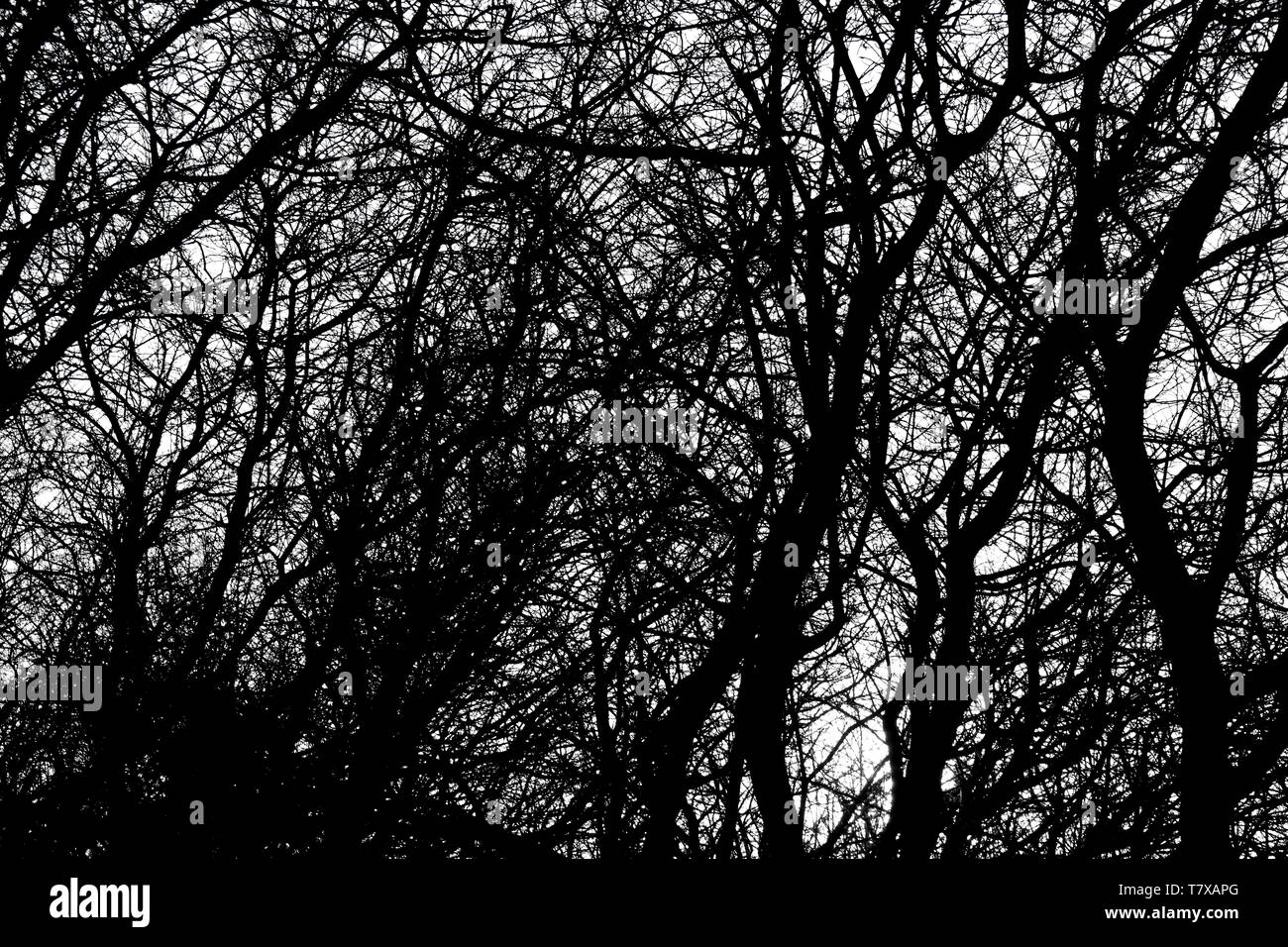 Alberi spaventosi Foto Stock