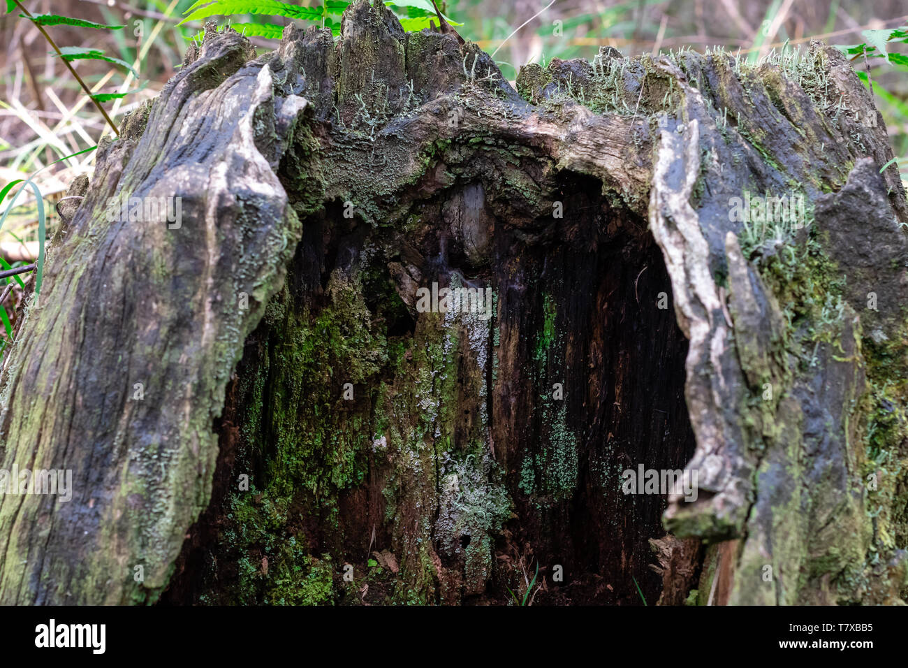 Marciume ceppo di albero con muschi e licheni crescono su di esso, Natal Midlands, Sud Africa. Foto Stock