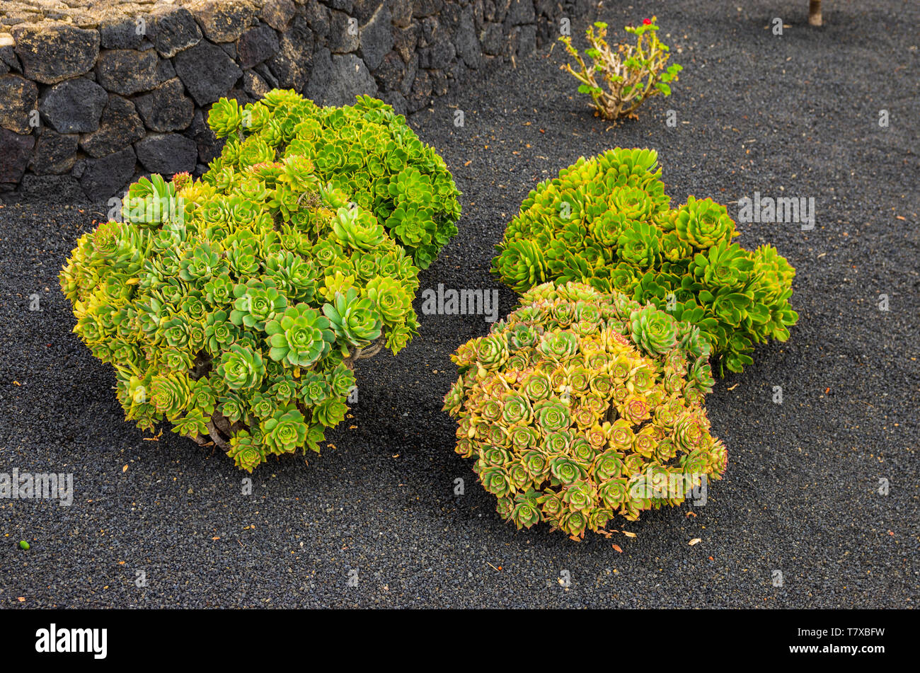 Giardino delle Canarie in sabbia vulcanica Foto Stock