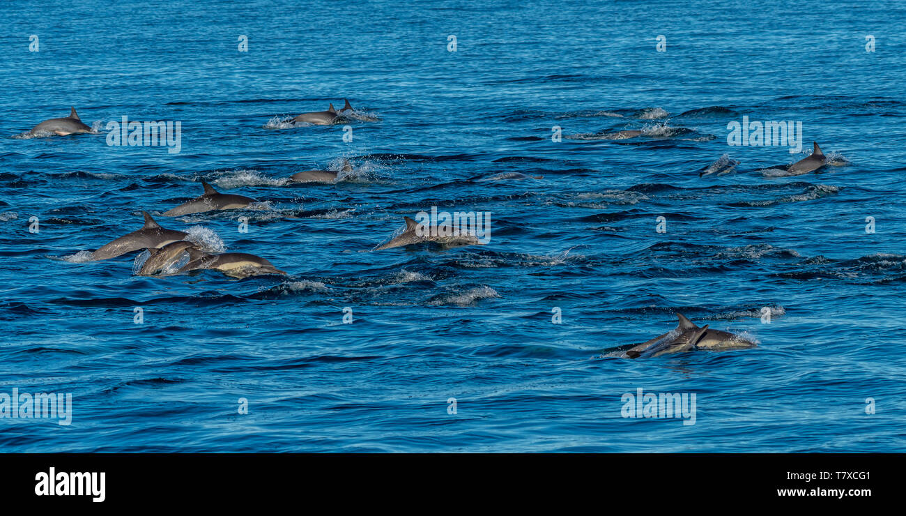 Pod di lungo becco delfini comuni (Delphinus capensis) al largo della costa della Baja California, Messico. Foto Stock