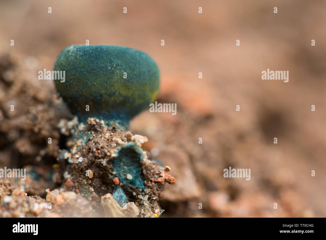 Coppa di abbagliamento Foto Stock