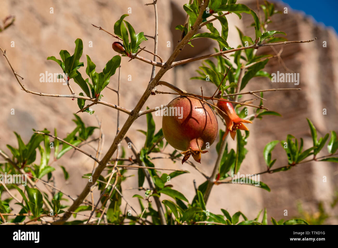 Melograno (Punica granatum) frutta sugli alberi nel cortile della missione di Nuestra Señora de Loreto Conchó (missione di Nostra Signora di Loreto). Foto Stock