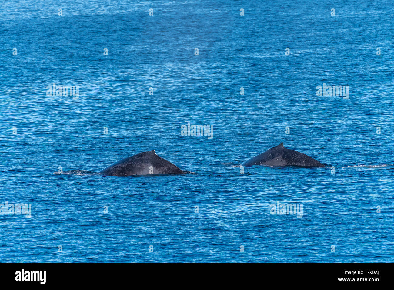 Due Balene Humpback (Megaptera novaeangliae) affiorante al largo della costa della Baja California, Messico. Foto Stock