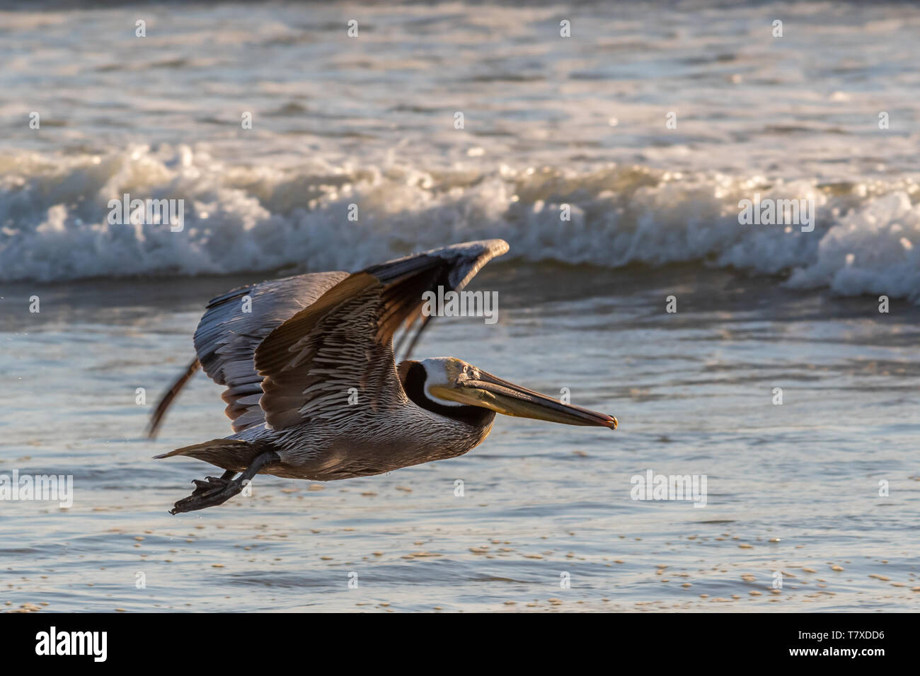 Pellicano marrone (Pelecanus occidentalis) volando a bassa quota sopra una spiaggia con onde che si infrangono in background in Californa Baja California Sur, Messico. Foto Stock