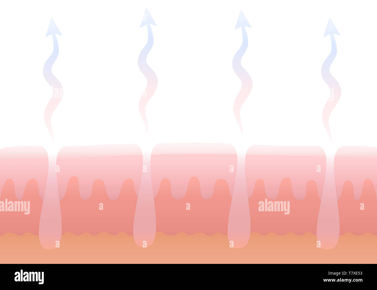 Umano la respirazione cutanea. La respirazione della pelle. Sezione schematica illustrazione del derma con pori e il suo scambio di gas. Foto Stock