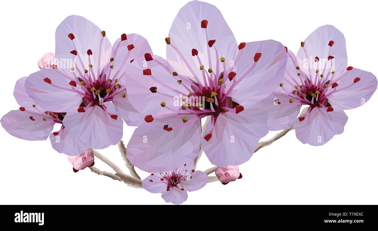 Bassa poli Cherry Blossom Flower Foto Stock