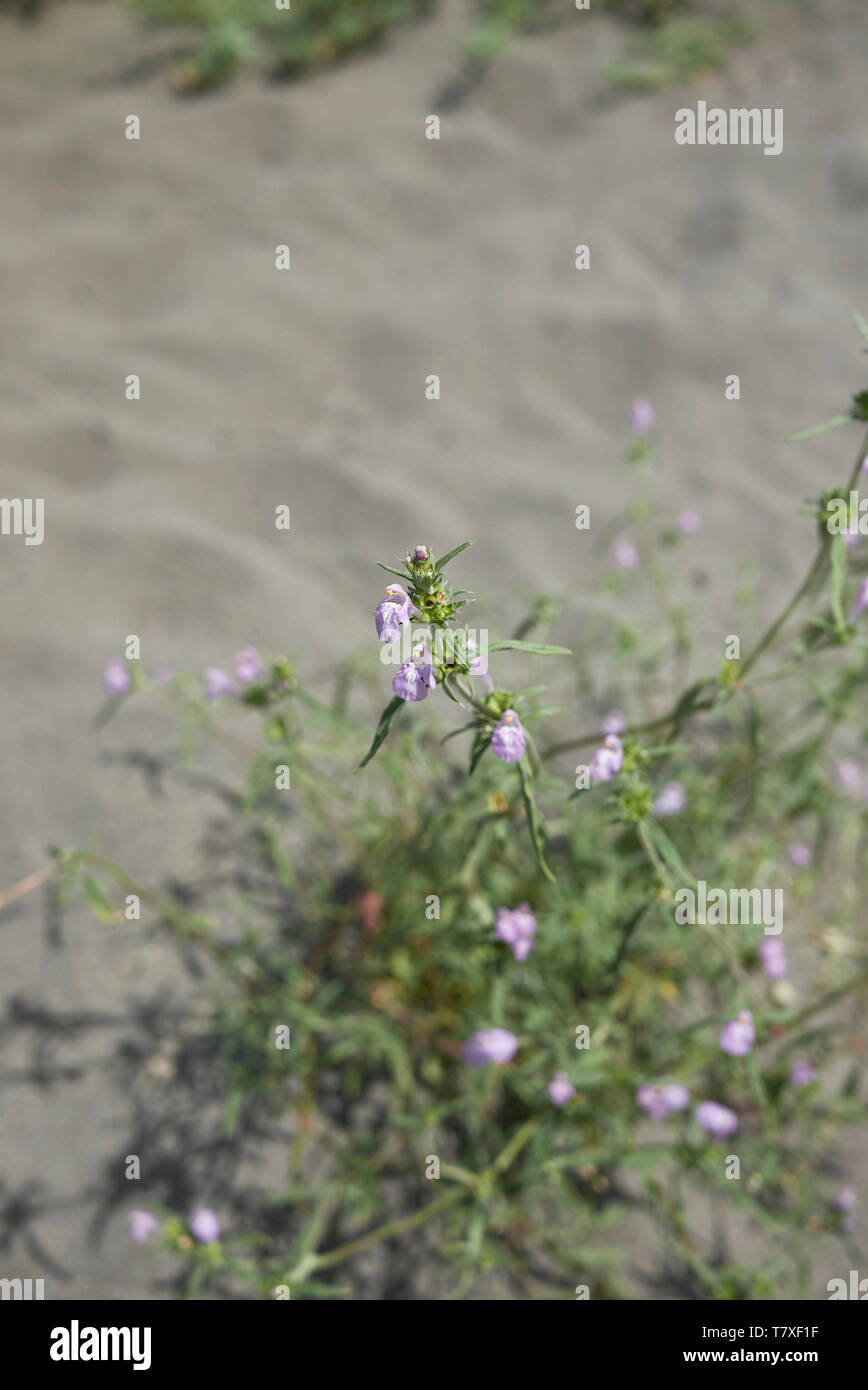 Galeopsis angustifolia in fiore Foto Stock