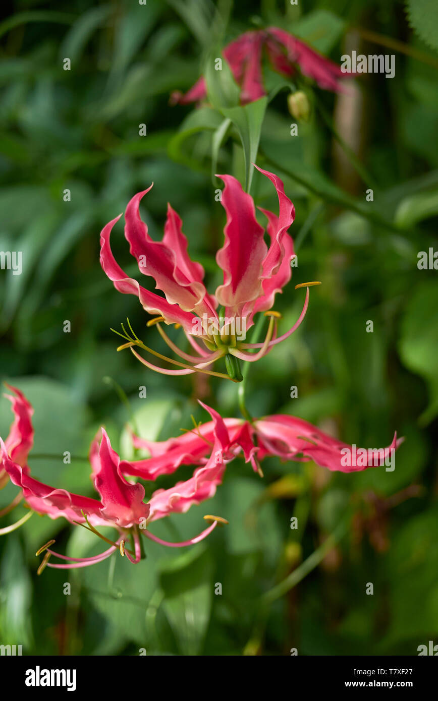 Gloriosa superba bellissimi fiori Foto Stock