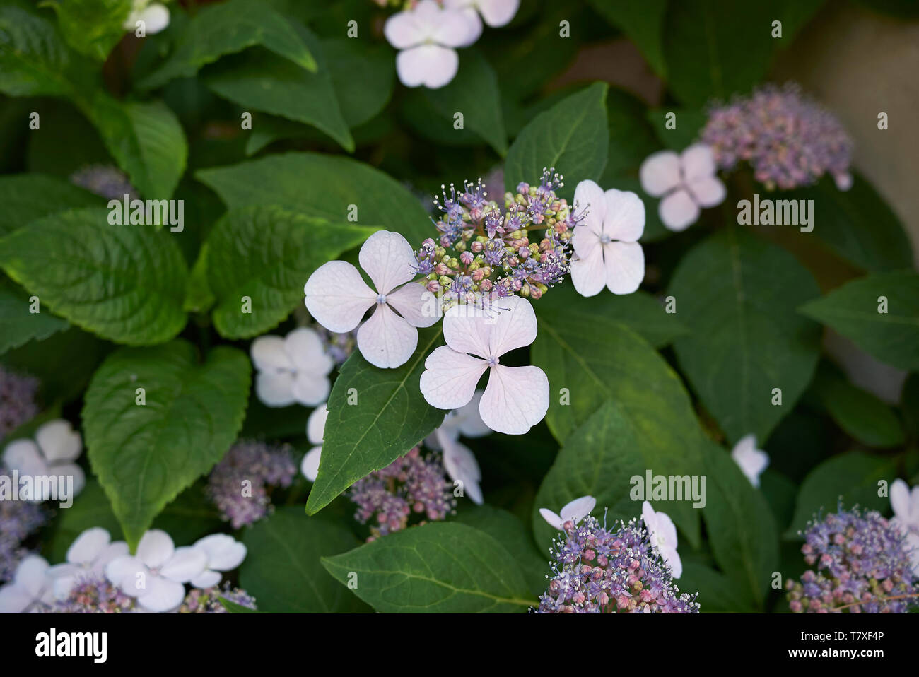 Hydrangea macrophylla sea-foam Foto Stock