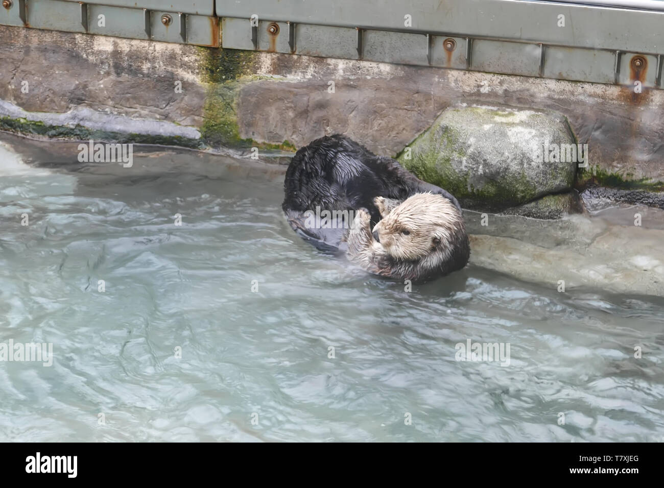 Sea Otter strofinando il viso e corpo all interno del Vancouver Aquarium Foto Stock
