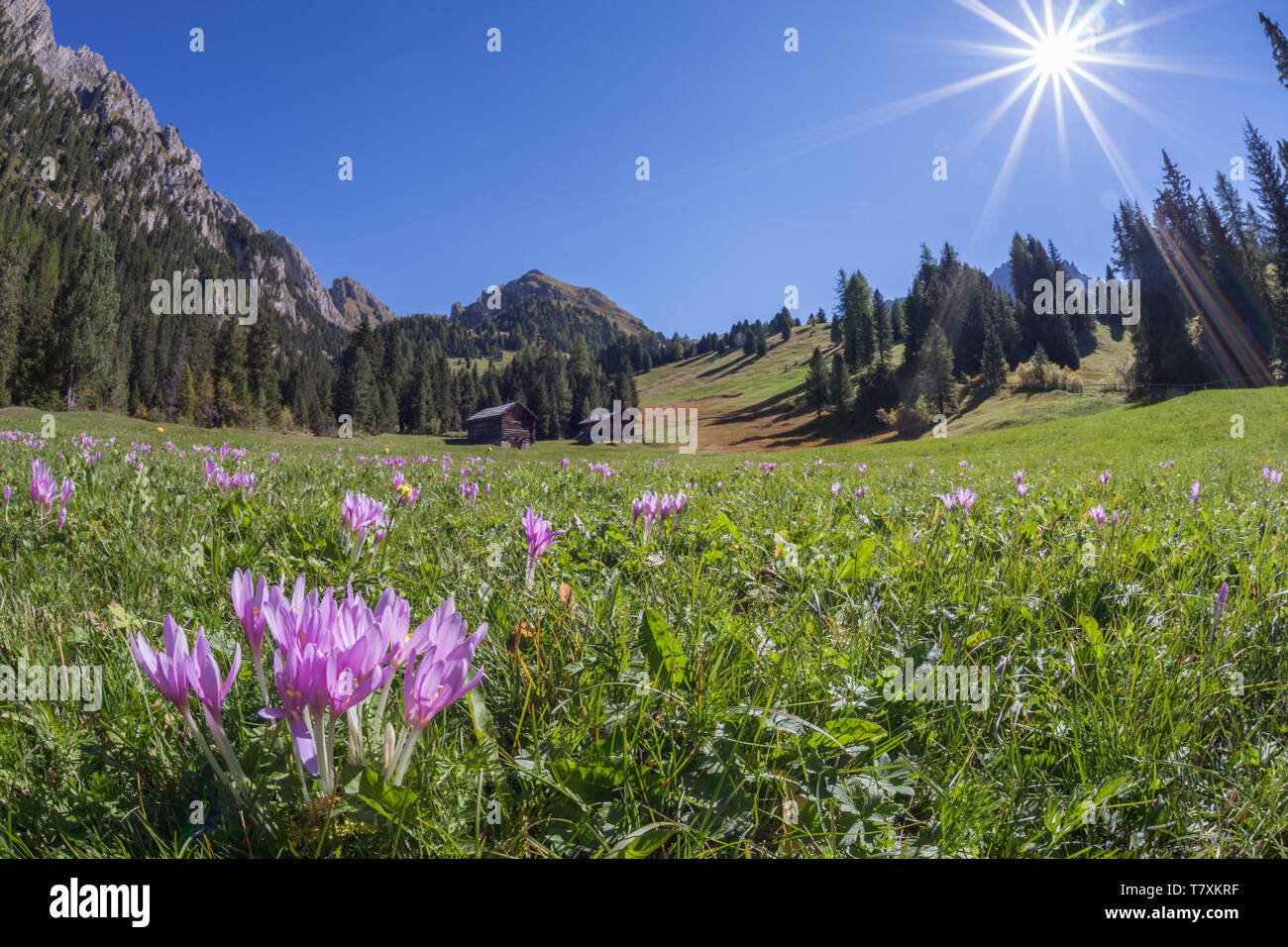 Crocus in un ampio pascolo verde nelle Dolomiti in una giornata di sole Foto Stock