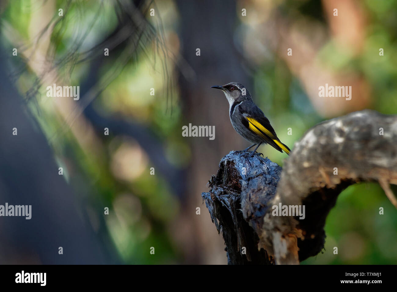 Crescent Honeyeater - Phylidonyris pyrrhopterus sul ramo nella foresta della Tasmania in Australia. Foto Stock