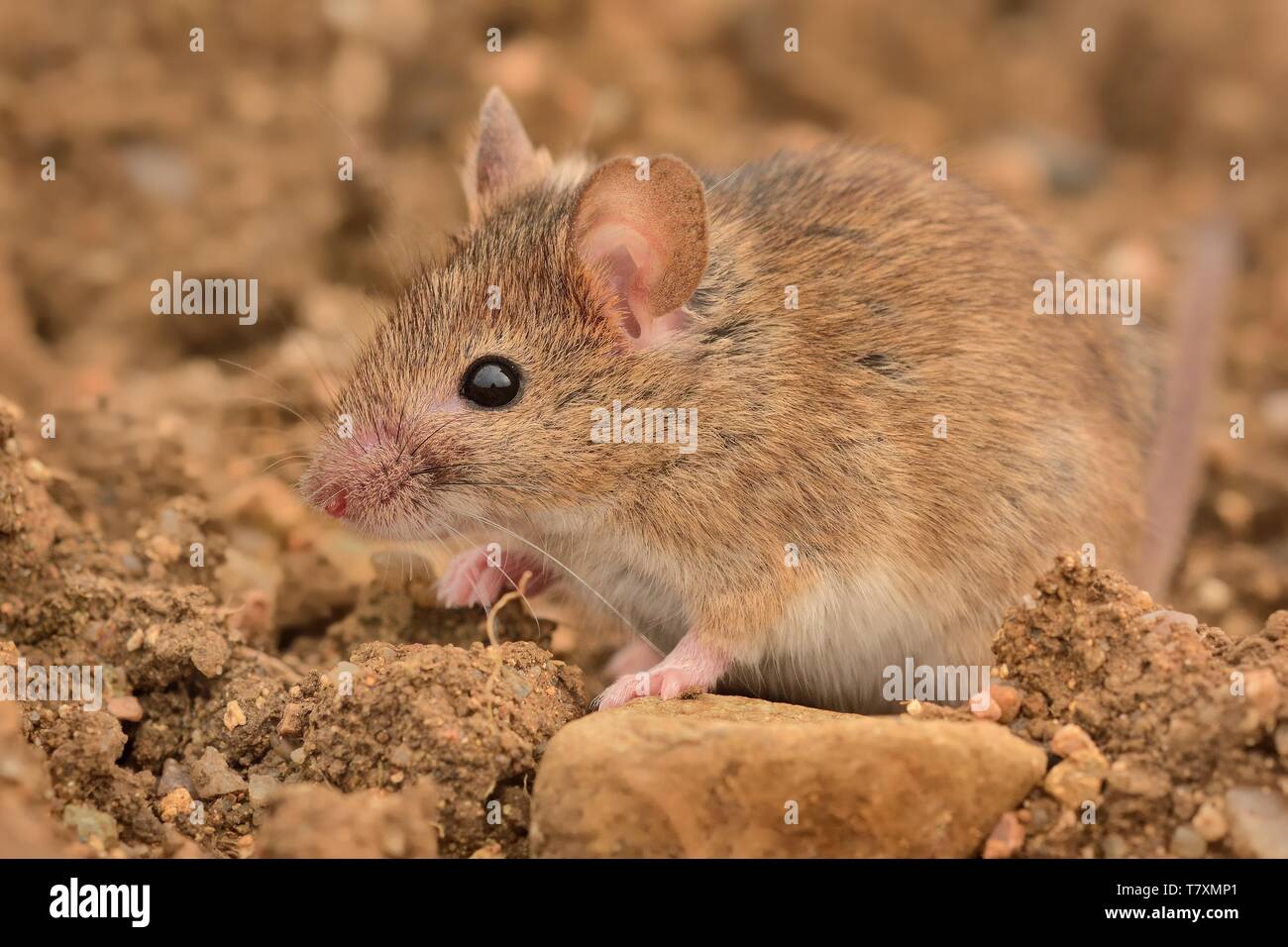 Casa orientale Mouse - Mus musculus sul terreno, sfondo marrone Foto Stock