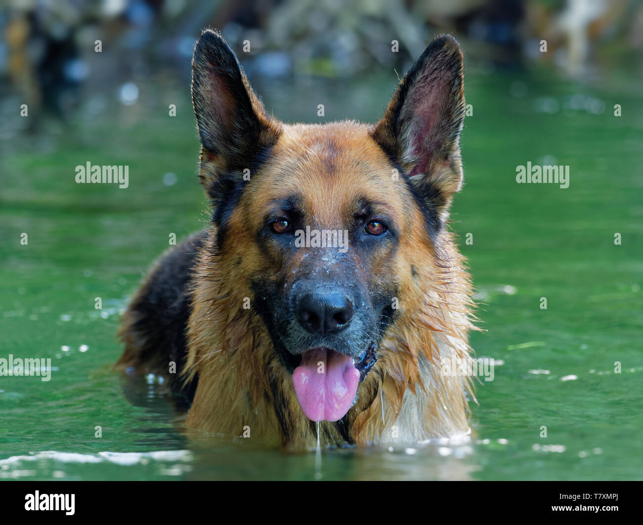 Pastore Tedesco cane, Deutscher Schäferhund, è una razza di medie e grandi dimensioni cane da lavoro, spruzzi d'acqua intorno alla sua testa nel fiume Foto Stock
