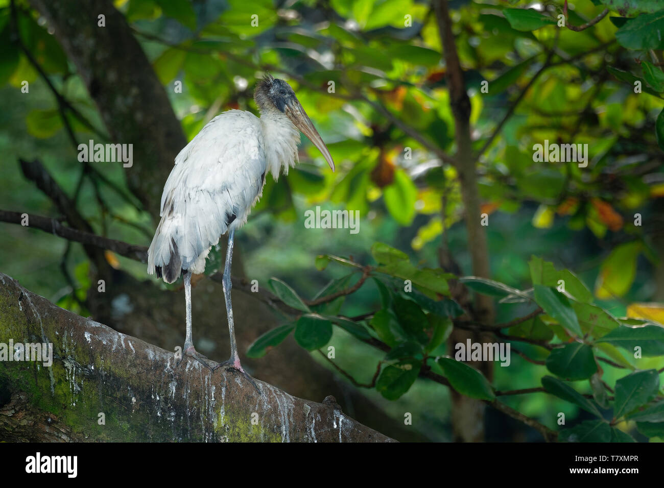 Legno Stork - Mycteria americana in precedenza chiamato il legno ibis. Trovato in subtropicale e habitat tropicale nelle Americhe. Foto Stock