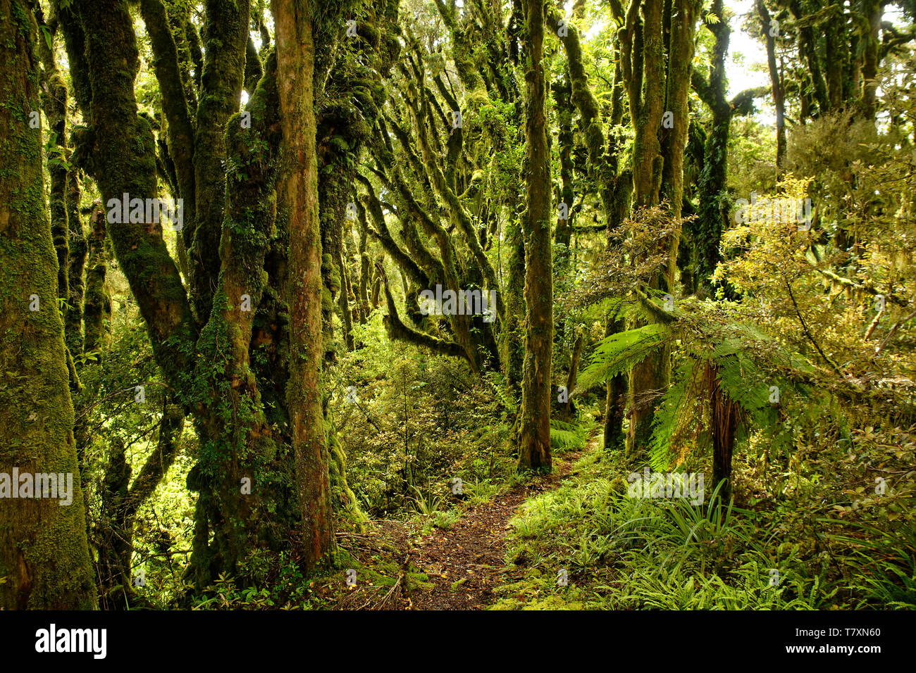 Mount Taranaki, vulcano nell isola del nord della Nuova Zelanda, per la maggior parte il picco è coperto dalle nuvole, con primaeval foresta verde. Foto Stock