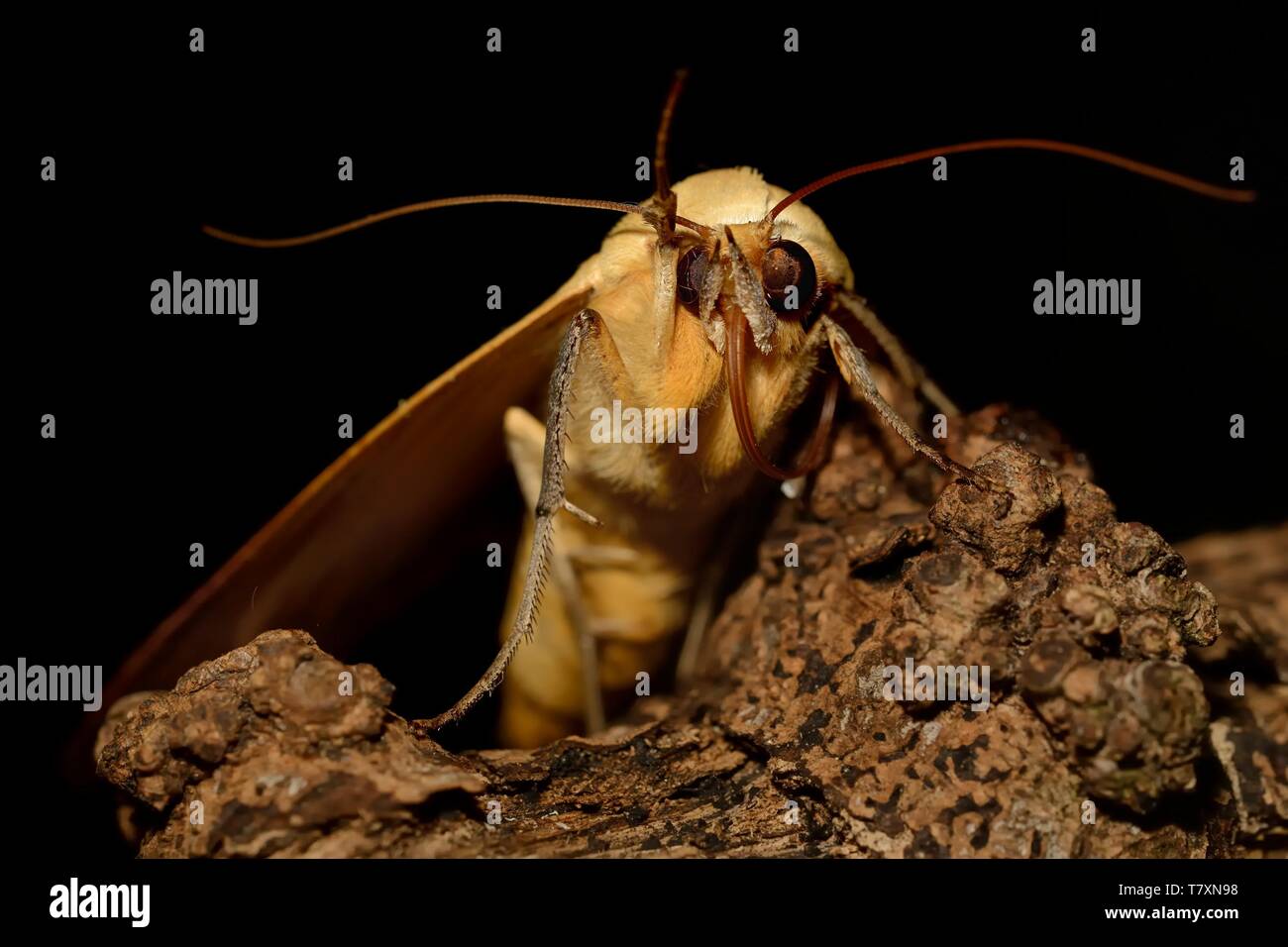 Grandi noctular falena verde militare verde (Ophiusa tirhaca) seduto sul ramo di notte. Grande noctular moth catturare close up sul ramo. Sfondo nero. Foto Stock