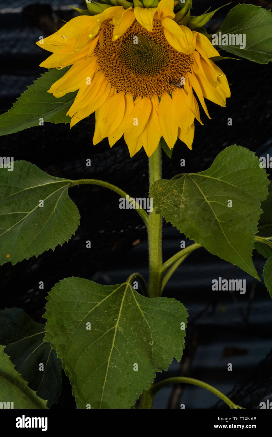 Api visita il girasole tra una doccia nel tardo autunno Foto Stock