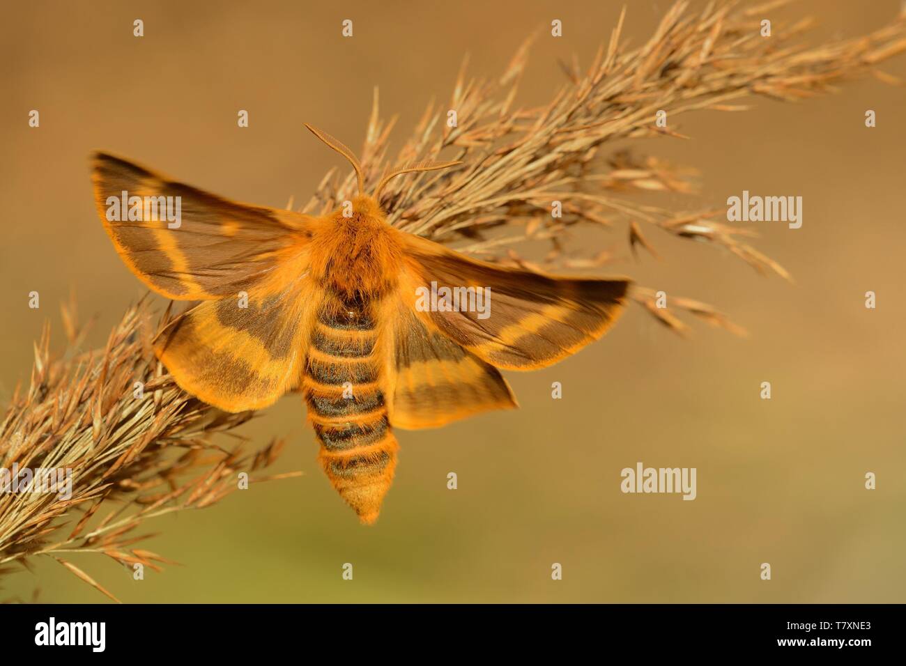 Colorate specie di tarma (Lemonia dumi) seduti su erba secca. Arancione e marrone moth con allargano le ali. Arancione, marrone e verde dello sfondo. Foto Stock