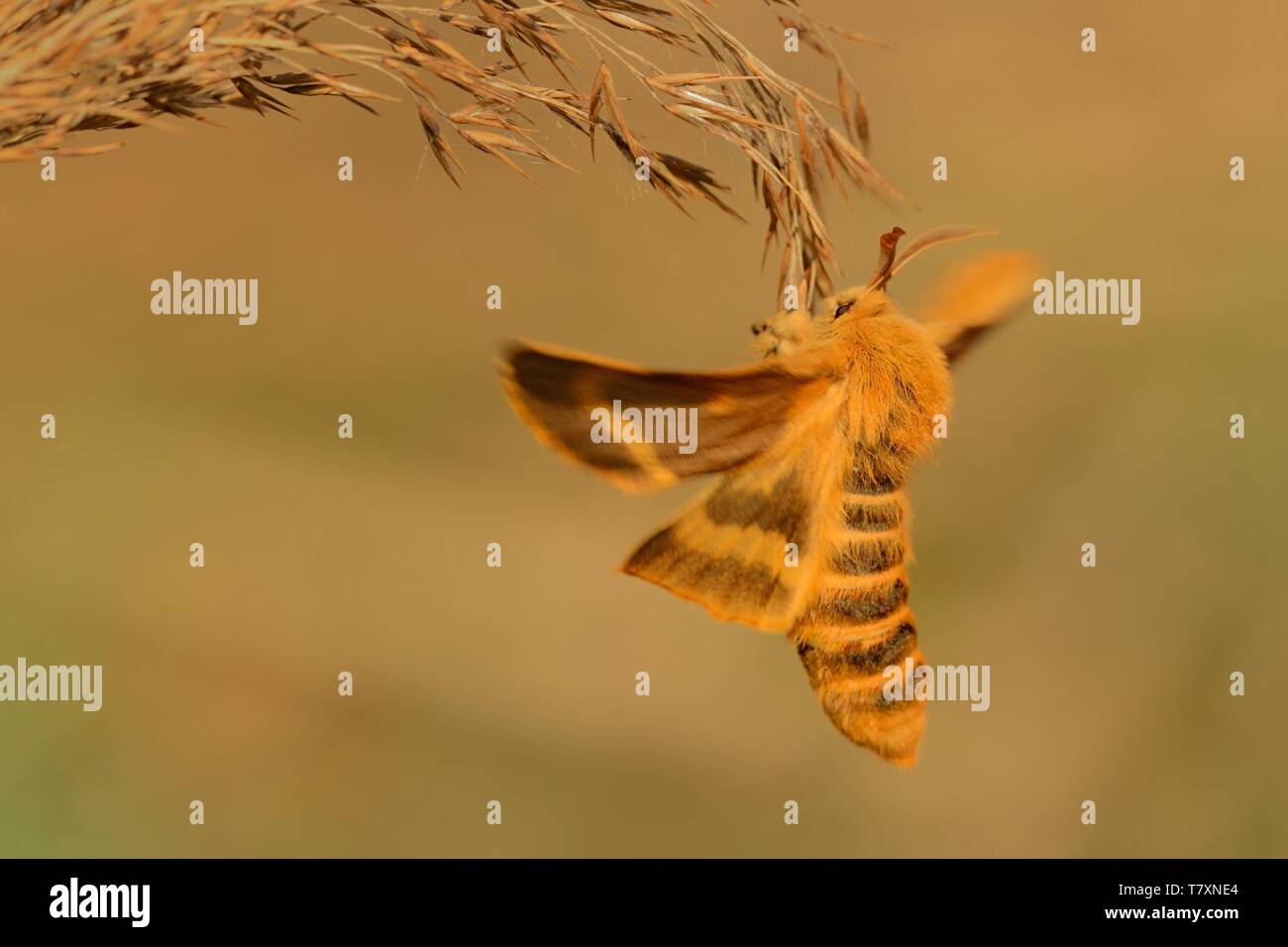 Colorate specie di tarma (Lemonia dumi) seduti su erba secca. Arancione e marrone moth con allargano le ali. Arancione, marrone e verde dello sfondo. Foto Stock