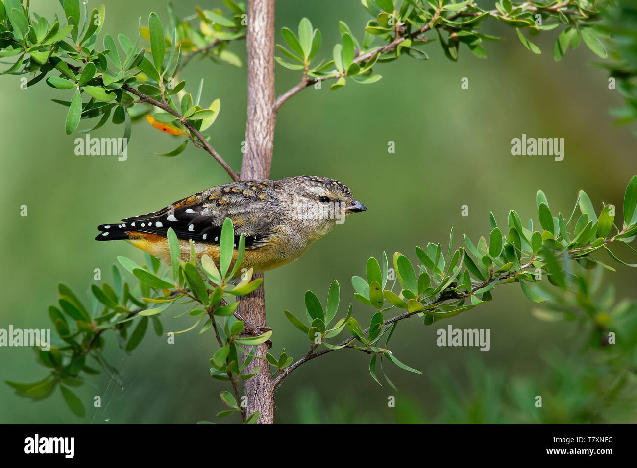 Avvistato Pardalote - Pardalotus punctatus piccolo uccello australiano, bellissimi colori, nella foresta in Australia e Tasmania Foto Stock