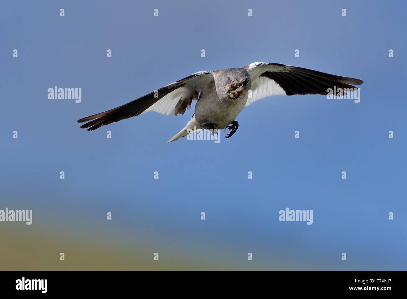 Bianco-winged Snowfinch - Montifringilla nivalis catturato in volo nelle Alpi Foto Stock