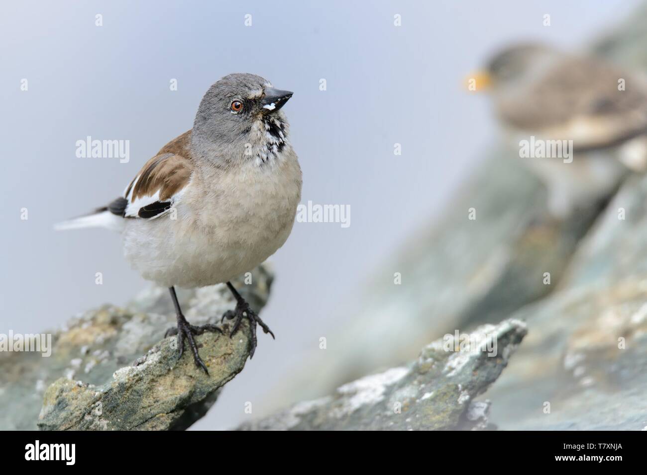 Bianco-winged Snowfinch - Montifringilla nivalis sulla roccia nelle Alpi. Foto Stock