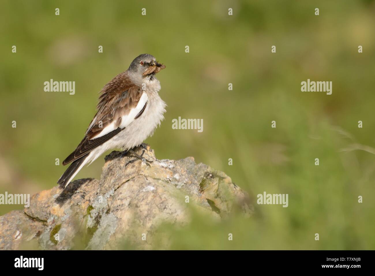 Bianco-winged Snowfinch - Montifringilla nivalis sulla roccia nelle Alpi. Foto Stock