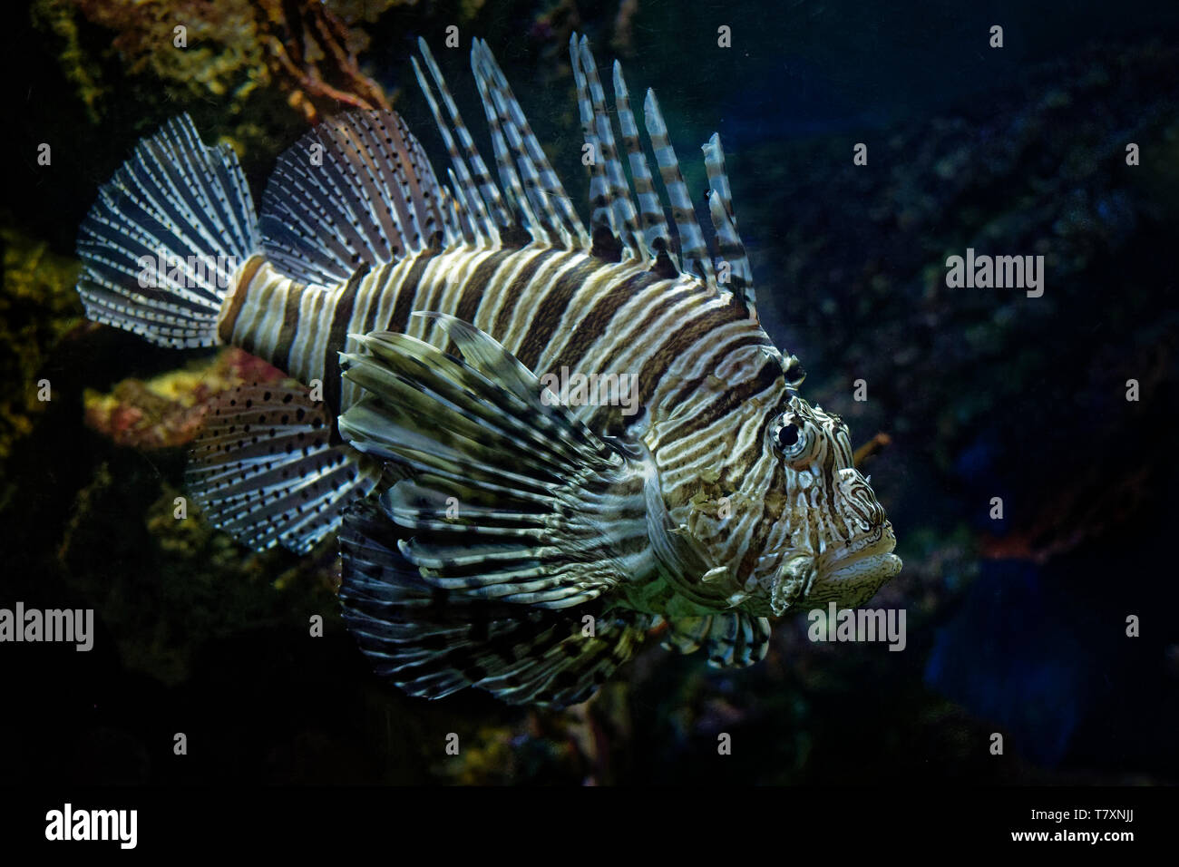 Leone Rosso - pterois volitans infame Coral reef pesci, Scorpaenidae, ordine Scorpaeniformes. Indo-pacifico regione, problema invasiva nei Caraibi Foto Stock