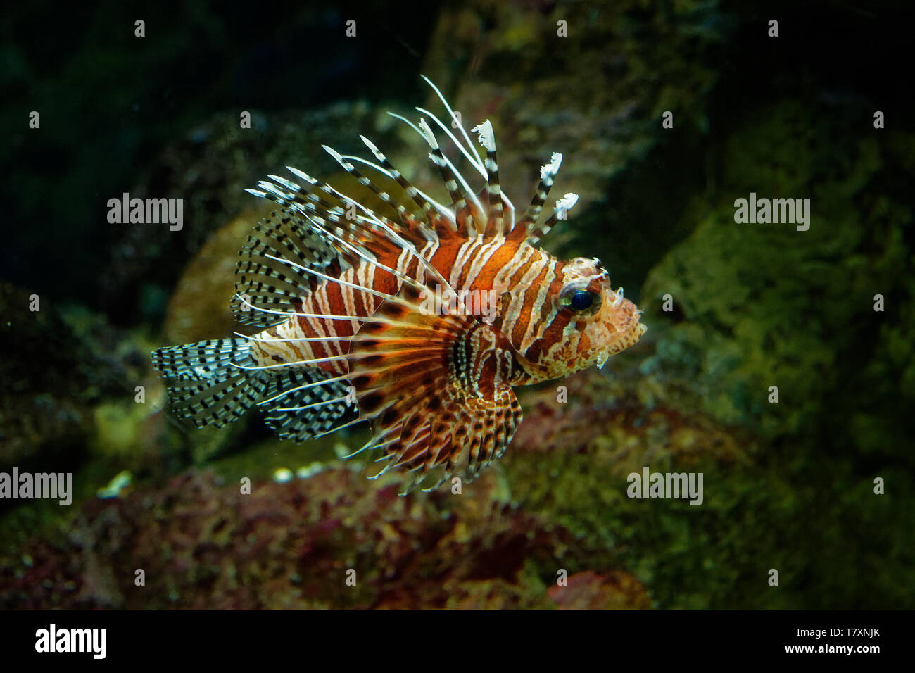 Leone Rosso - pterois volitans infame Coral reef pesci, Scorpaenidae, ordine Scorpaeniformes. Indo-pacifico regione, problema invasiva nei Caraibi Foto Stock