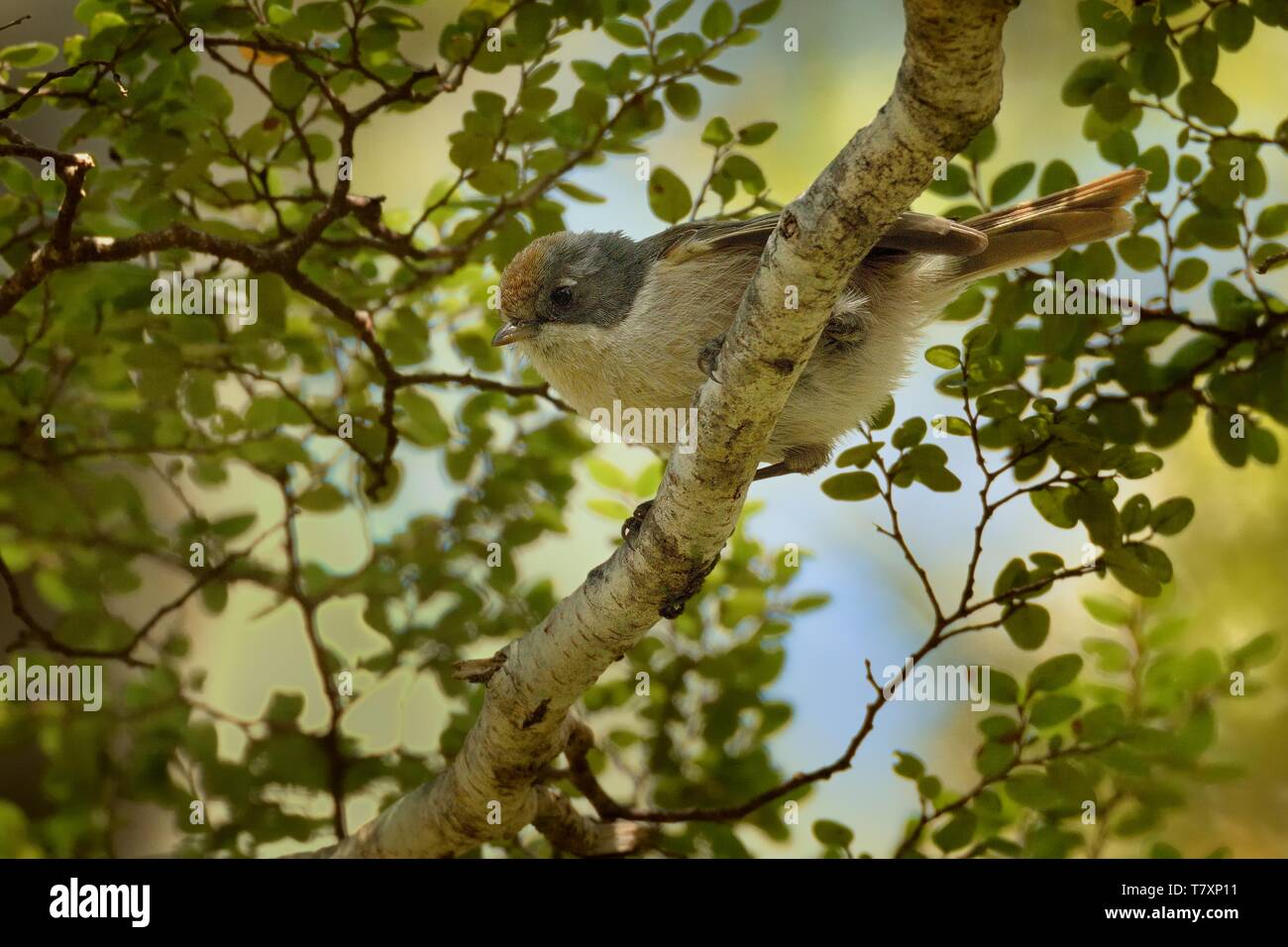 Marrone - superriduttore Mohoua novaeseelandiae - pipipi piccolo uccello dalla Nuova Zelanda, grigio testa e corpo pallido. Foto Stock