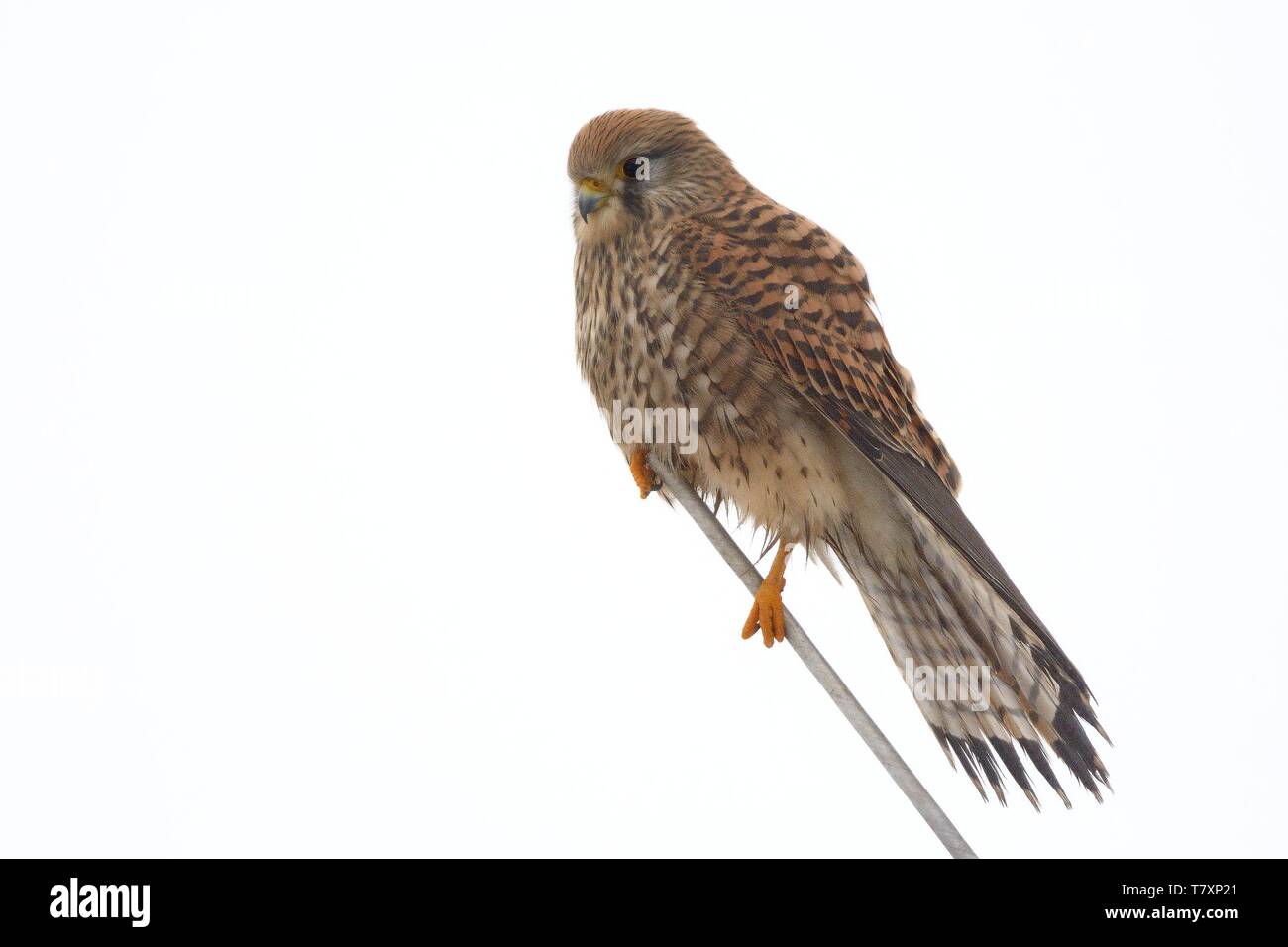 Eurasian Gheppio - Falco tinnunculus seduta sul ramo, isolato sfondo bianco Foto Stock