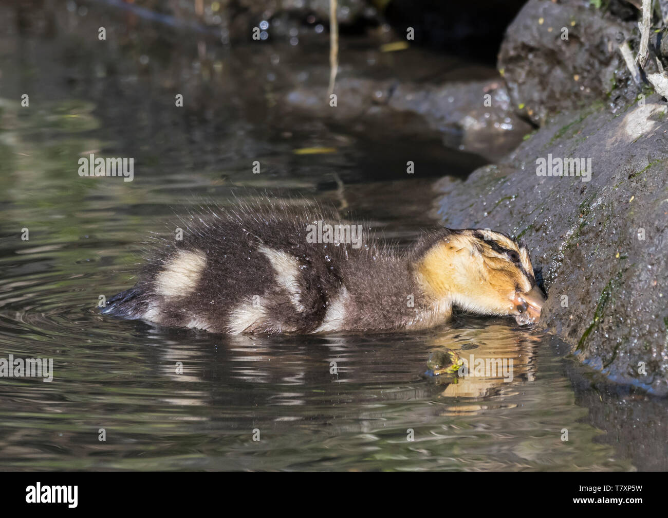 Baby anatroccolo il germano reale (Anas platyrhynchos) in acqua in primavera nel West Sussex, in Inghilterra, Regno Unito. Foto Stock