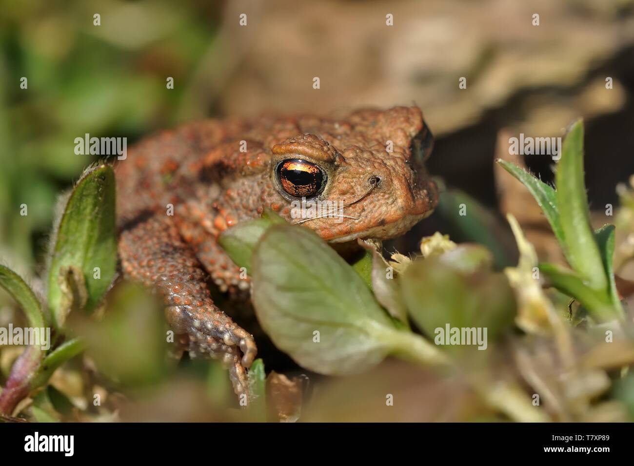 Il rospo europeo - Bufo bufo in prossimità dell'acqua durante la primavera. Foto Stock