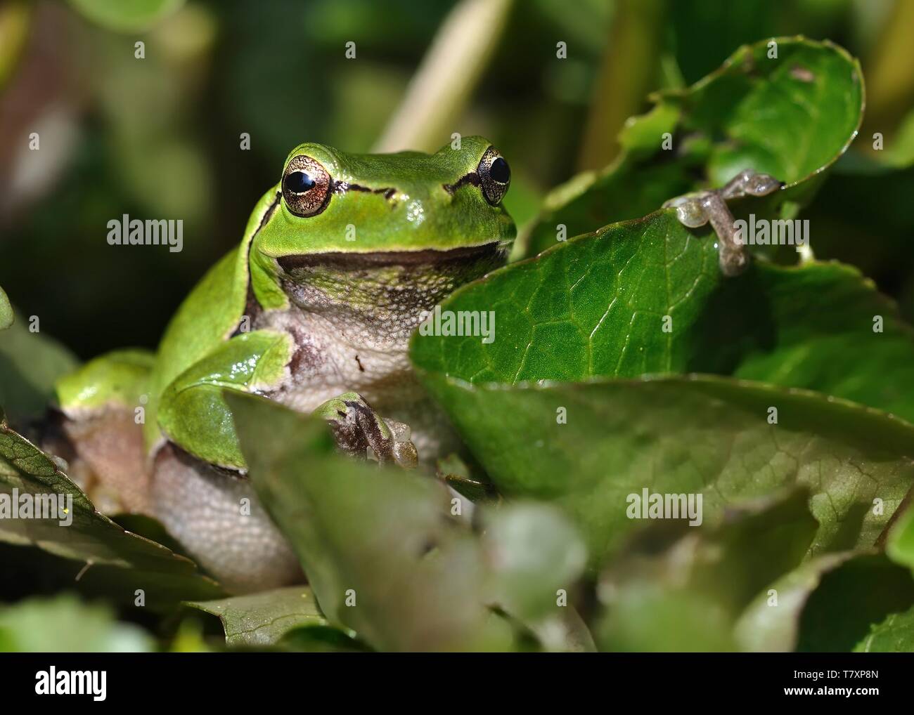 Treefrog europeo - Hyla arborea nel piccolo laghetto, cantando rana Foto Stock