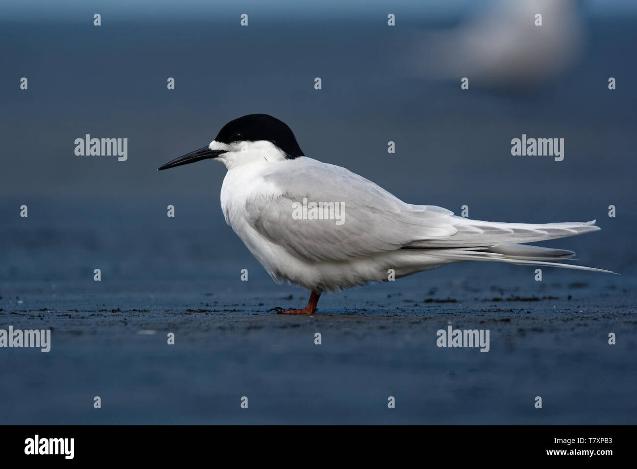 Bianco-fronteggiata Tern - Sterna striata - tara in lingua Maori che vive in Nuova Zelanda, volare, caccia, accoppiamento Foto Stock