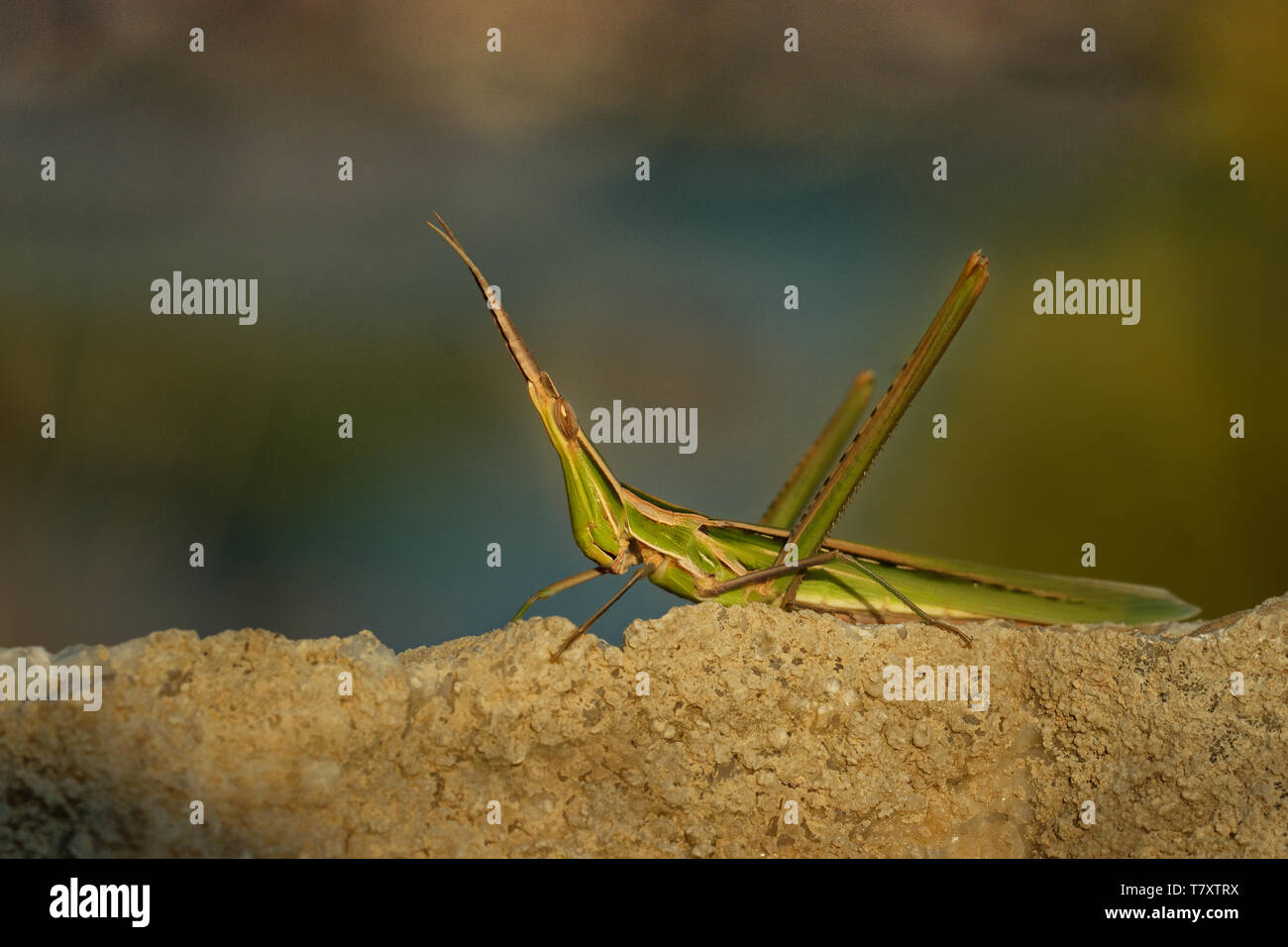 Acrida ungarica - specie di grasshopper trovato nel sud e nel centro Europa. Noto come il cono-headed grasshopper, naso grillo, o Mediterrane Foto Stock