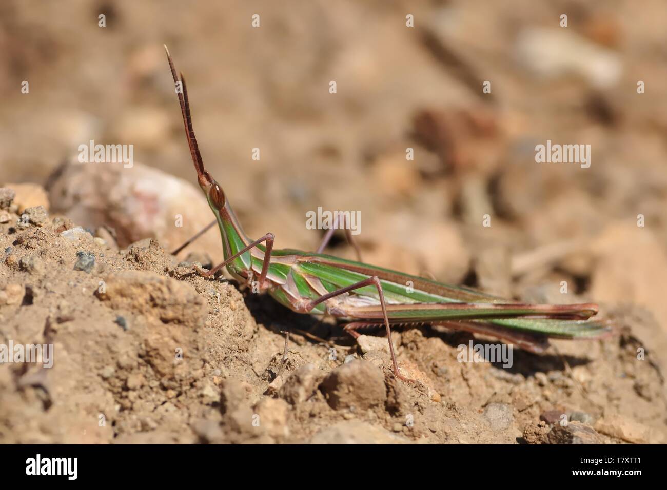 Acrida ungarica - specie di grasshopper trovato nel sud e nel centro Europa. Noto come il cono-headed grasshopper, naso grillo, o Mediterrane Foto Stock