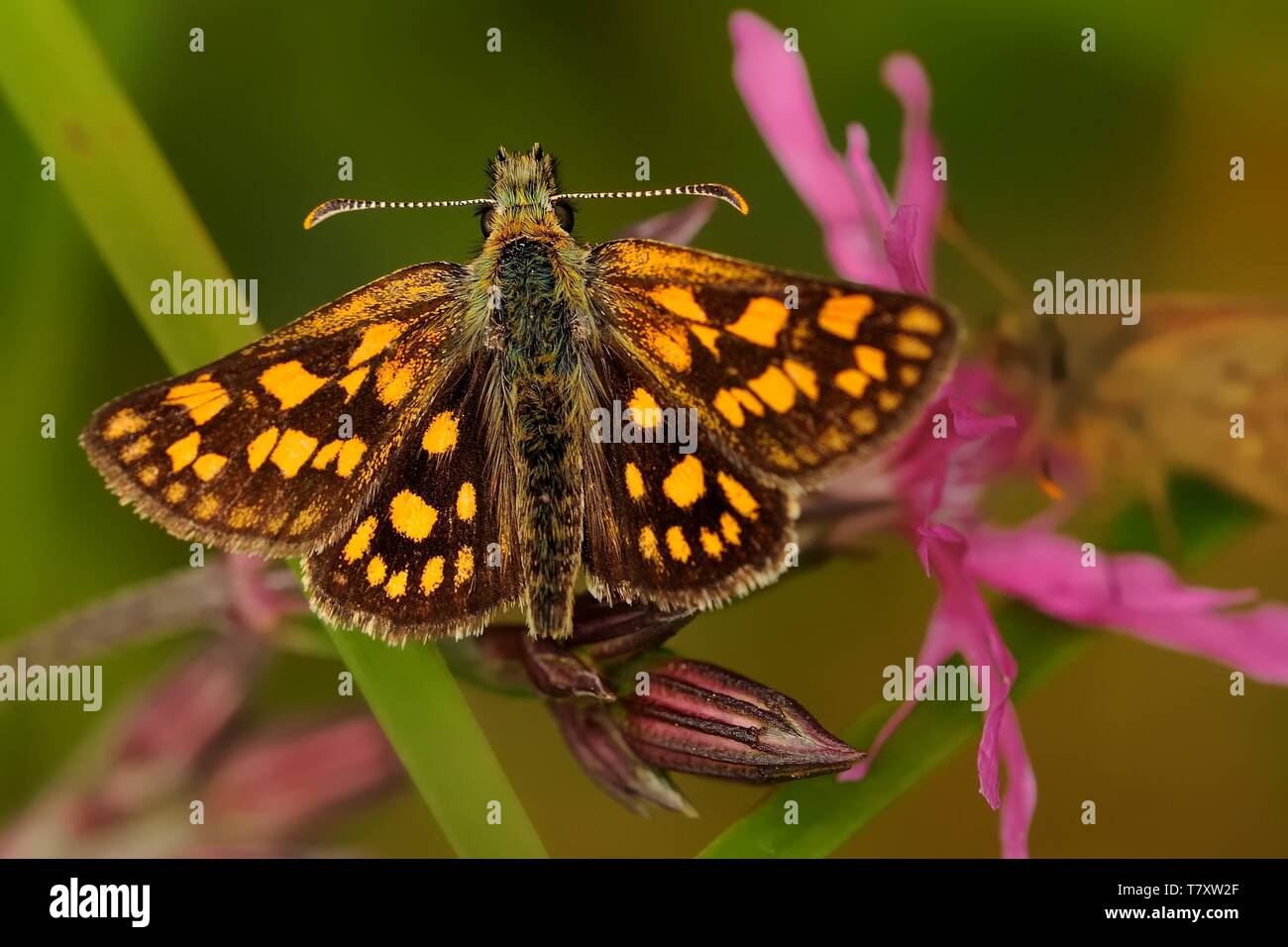 Carterocephalus palaemon - farfalla sul fiore, sfondo verde Foto Stock